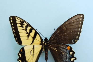 Vẻ đẹp rực rỡ của loài bướm lưỡng tính